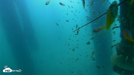 Scripps Pier Underwater Live Webcam - Aug 17, 2026, 9:47am PDT
