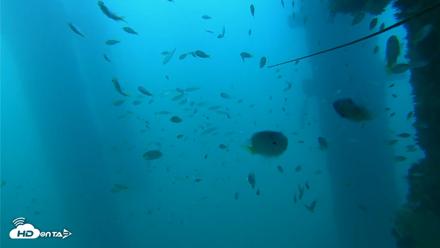 Scripps Pier Underwater Live Webcam - Sep 16, 2026, 5:42pm PDT