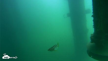 Scripps Pier Underwater Live Webcam - Jul 31, 2026, 11:30am PDT