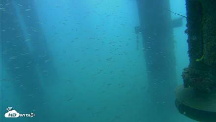 Scripps Pier Underwater Live Webcam - Aug 3, 2026, 7:37am PDT