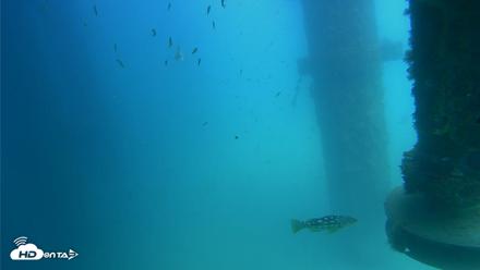 Scripps Pier Underwater Live Webcam - Aug 11, 2026, 2:04pm PDT