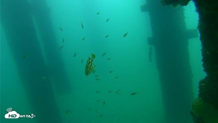 Scripps Pier Underwater Live Webcam - Sep 21, 2026, 8:56am PDT