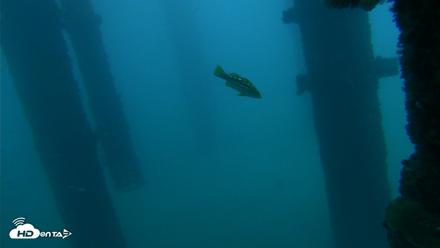 Scripps Pier Underwater Live Webcam - Sep 30, 2026, 6:42am PDT