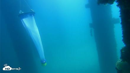 Scripps Pier Underwater Live Webcam - Sep 17, 2026, 12:11pm PDT