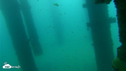 Scripps Pier Underwater Live Webcam - Sep 17, 2026, 8:08am PDT