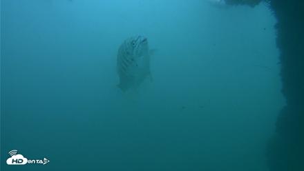 Scripps Pier Underwater Live Webcam - Oct 11, 2026, 3:45pm PDT