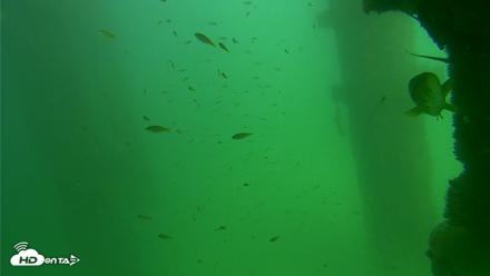 Scripps Pier Underwater Live Webcam - Sep 18, 2026, 2:56pm PDT