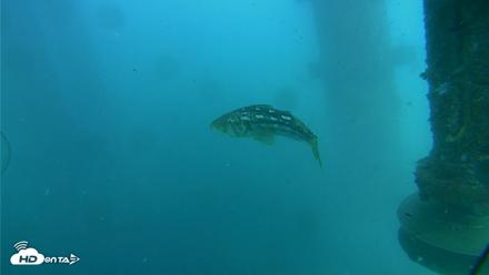 Scripps Pier Underwater Live Webcam - Jul 27, 2026, 4:00pm PDT