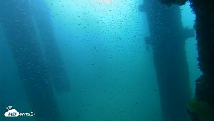 Scripps Pier Underwater Live Webcam - Sep 25, 2026, 9:20am PDT