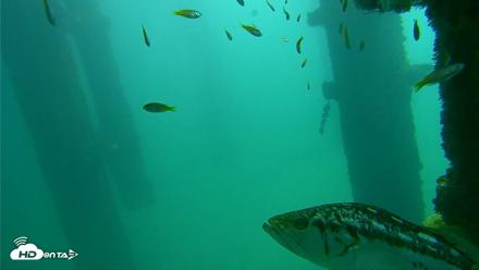 Scripps Pier Underwater Live Webcam - Oct 8, 2026, 11:40am PDT