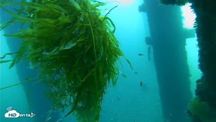 Scripps Pier Underwater Live Webcam - Oct 5, 2026, 7:41am PDT