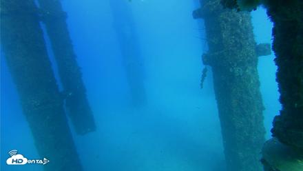 Scripps Pier Underwater Live Webcam - Oct 19, 2026, 4:44pm PDT