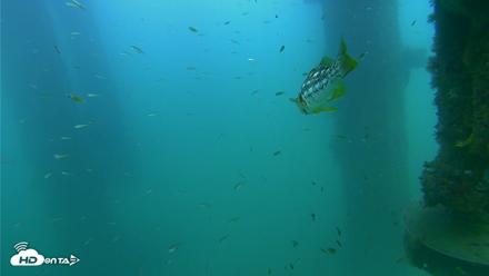 Scripps Pier Underwater Live Webcam - Aug 14, 2026, 6:08pm PDT