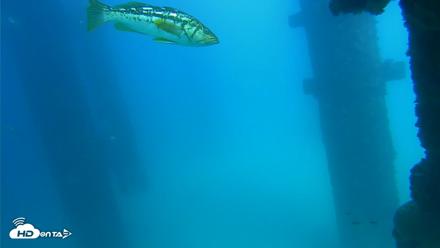 Scripps Pier Underwater Live Webcam - Sep 16, 2026, 2:52pm PDT