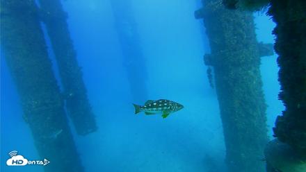 Scripps Pier Underwater Live Webcam - Oct 19, 2026, 4:40pm PDT