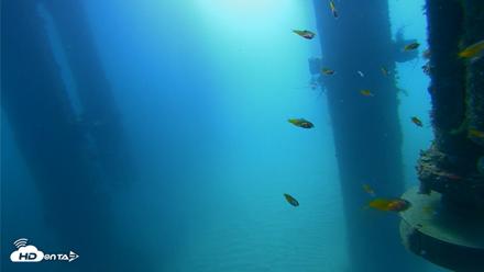 Scripps Pier Underwater Live Webcam - Aug 6, 2026, 9:58am PDT