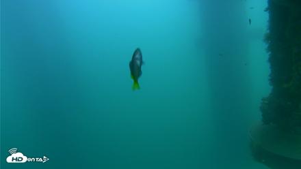 Scripps Pier Underwater Live Webcam - Aug 17, 2026, 6:45pm PDT