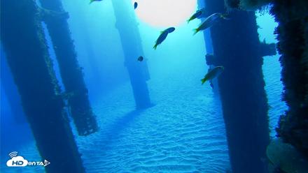 Scripps Pier Underwater Live Webcam - Oct 18, 2026, 8:14am PDT