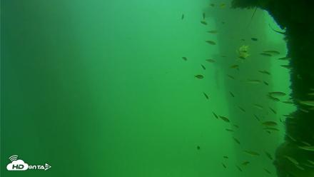 Scripps Pier Underwater Live Webcam - Sep 18, 2026, 2:51pm PDT