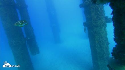 Scripps Pier Underwater Live Webcam - Oct 19, 2026, 4:39pm PDT
