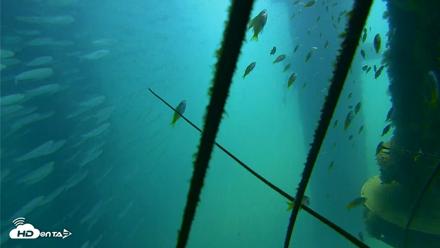Scripps Pier Underwater Live Webcam - Aug 21, 2026, 12:18pm PDT