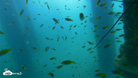 Scripps Pier Underwater Live Webcam - Aug 17, 2026, 9:48am PDT