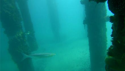 Scripps Pier Underwater Live Webcam - Feb 12, 2026, 11:28am PST