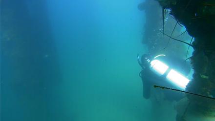 Scripps Pier Underwater Live Webcam - Sep 10, 2025, 3:31pm PDT