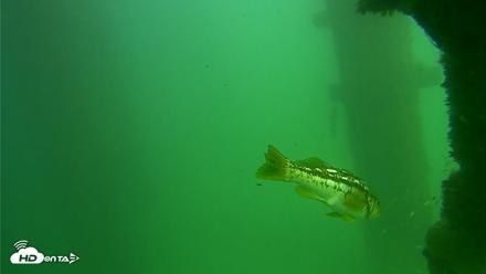 Scripps Pier Underwater Live Webcam - Sep 18, 2026, 2:45pm PDT