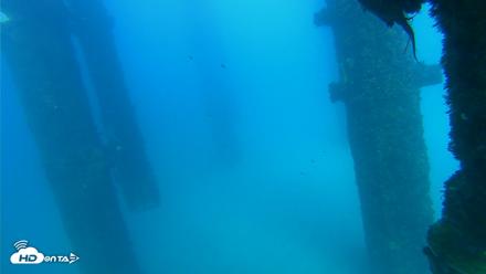 Scripps Pier Underwater Live Webcam - Sep 26, 2026, 4:28pm PDT