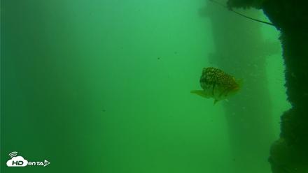 Scripps Pier Underwater Live Webcam - Sep 18, 2026, 2:47pm PDT