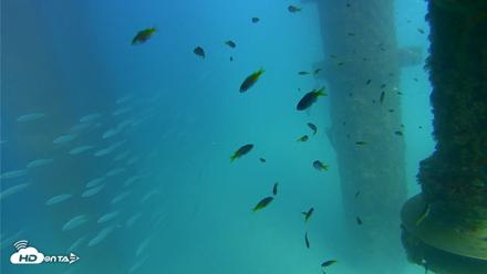 Scripps Pier Underwater Live Webcam - Aug 24, 2026, 3:51pm PDT