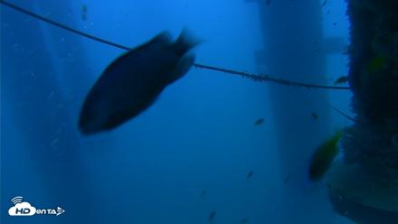 Scripps Pier Underwater Live Webcam - Aug 28, 2026, 7:12pm PDT