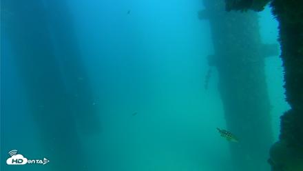 Scripps Pier Underwater Live Webcam - Sep 17, 2026, 3:48pm PDT