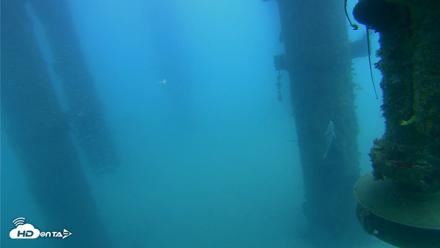Scripps Pier Underwater Live Webcam - Aug 4, 2026, 10:02am PDT