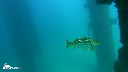Scripps Pier Underwater Live Webcam - Sep 17, 2026, 3:33pm PDT