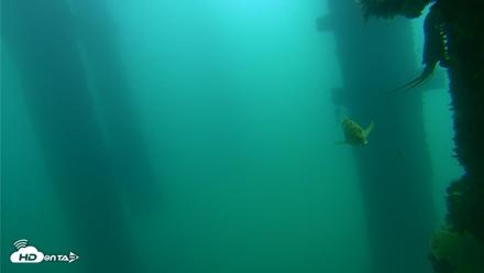 Scripps Pier Underwater Live Webcam - Sep 18, 2026, 10:45am PDT