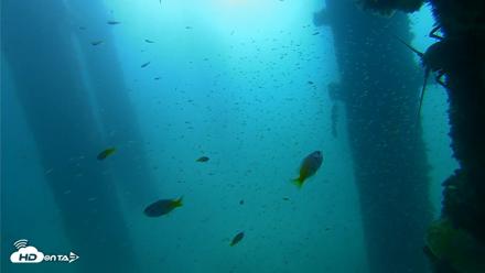 Scripps Pier Underwater Live Webcam - Sep 25, 2026, 9:31am PDT