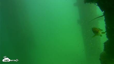 Scripps Pier Underwater Live Webcam - Sep 18, 2026, 2:55pm PDT