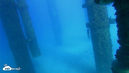 Scripps Pier Underwater Live Webcam - Oct 19, 2026, 3:50pm PDT