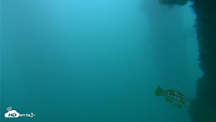 Scripps Pier Underwater Live Webcam - Sep 29, 2026, 6:07pm PDT