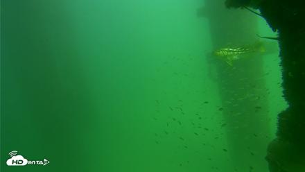 Scripps Pier Underwater Live Webcam - Sep 18, 2026, 2:55pm PDT