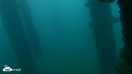 Scripps Pier Underwater Live Webcam - Oct 14, 2026, 6:56am PDT