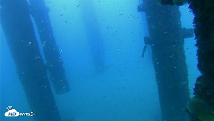 Scripps Pier Underwater Live Webcam - Oct 7, 2026, 5:57pm PDT
