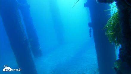 Scripps Pier Underwater Live Webcam - Oct 5, 2026, 10:11am PDT