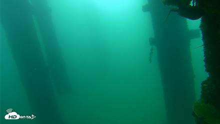 Scripps Pier Underwater Live Webcam - Sep 22, 2026, 8:31am PDT