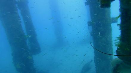 Scripps Pier Underwater Live Webcam - Apr 2, 2026, 7:34am PDT