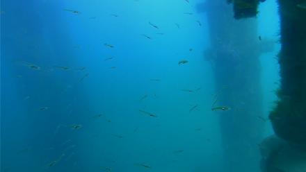 Scripps Pier Underwater Live Webcam - Mar 25, 2026, 3:16pm PDT