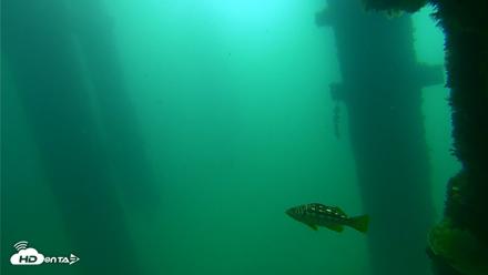 Scripps Pier Underwater Live Webcam - Sep 23, 2026, 10:04am PDT