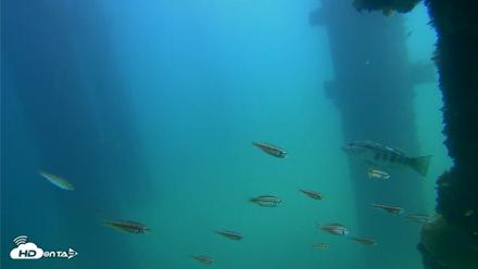 Scripps Pier Underwater Live Webcam - Sep 22, 2026, 1:04pm PDT